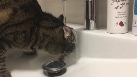 Cat Drinks from Faucet In Unusual Way