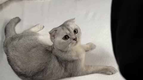 cute cat funny video ✂️🙀 #cat #cats