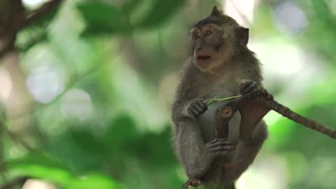 Hungry Monkey Snacks on Tasty Jungle Plant Delight!