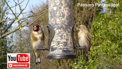 Adorable European Goldfinch Birds!!! Beautiful Corner!!!