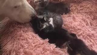 Alaska meets the kittens