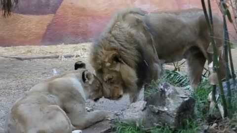 Lion funny videos #lionfight #lionvideo