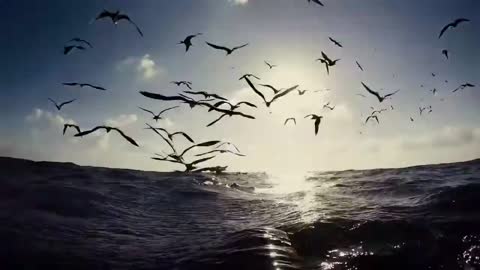 Sailfish - Yucatan sardine run