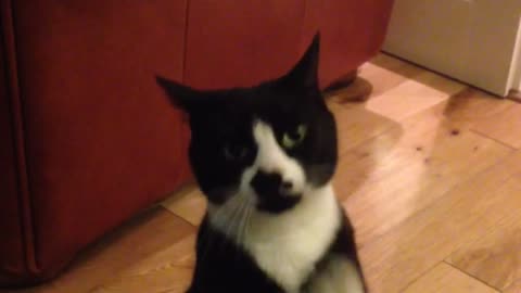Cat begging for treats will melt your heart