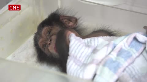 raising a baby chimpanzee for the first time