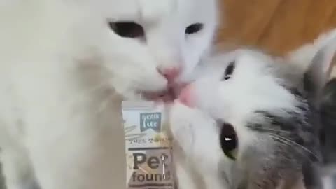 A cat bites the cat's tongue