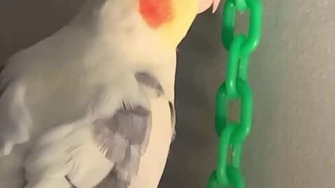 The cockatiel bird plays with iron rings and sings loudly and beautifully 1