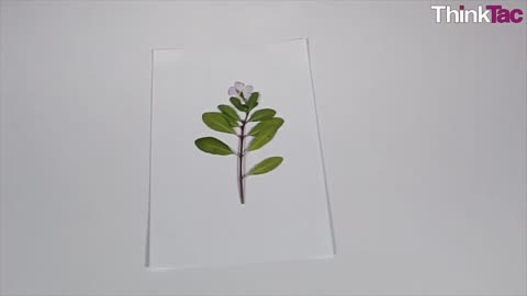 DIY Herbarium Sheet