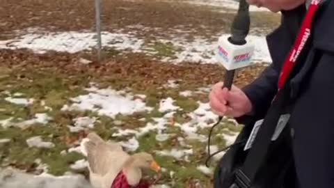 Racist Duck Joins The Windsor Convoy Protest