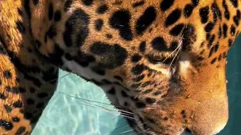 Tank in the tub #NOTpets #jaguar #jag #bigcat #bigcats #cat #cats #animals #animal #stunning