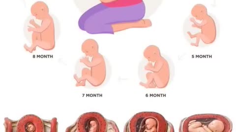 embryonic Development In Mother's Womb month by month 👶❤ Fetus Growing in Moms Womb 👩 v.no 70