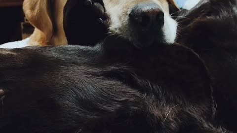 Labrador sleeping