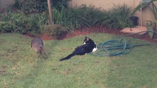 Épico empate en un patio entre gato y pájaro
