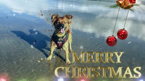 Christmas Greetings from Roo on the Beach