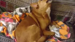 Music-loving dog sings along to favorite song