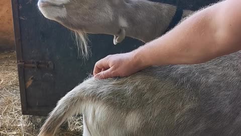 Goat Savors Singsong Scratches