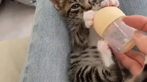 Sugar Glider ASMR Eating | Cute Baby Animal Videos