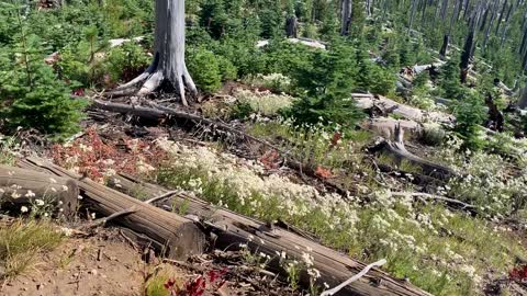 Central Oregon - Mount Jefferson Wilderness - Gorgeous Wildflowers Blowing Gently in the Wind