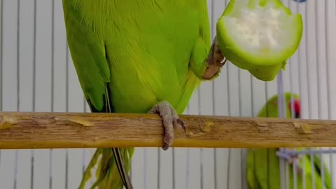 Parrot Talk And Smart