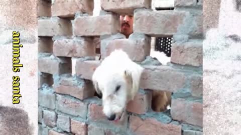 Rescue dog due to her head trapped in the hole of the wall
