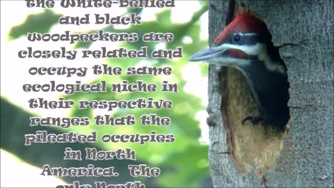 Beautiful Nature Video- Life of woodpecker bids feeding and family