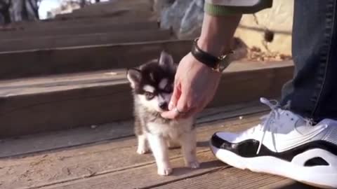 teacup husky puppy