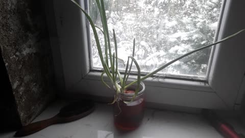 Green onions have grown