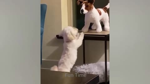 Funniest Animals Video - Funny Dogs And Cats - Try Not To Laugh Animals