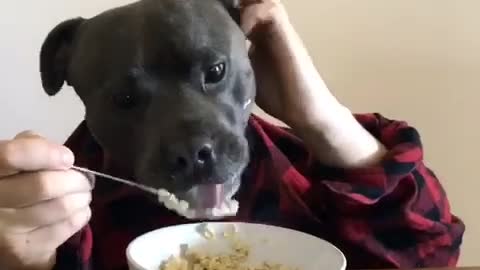 Híbrido entre perro y humano disfruta del desayuno