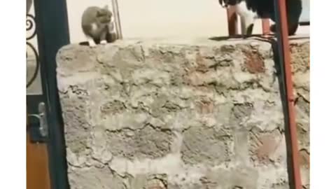 Funny Funny Videos cats 2022