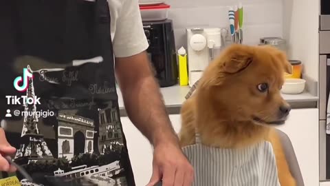 Droppin' Deliciousness: Hilarious Dog Reactions to Food Falls!