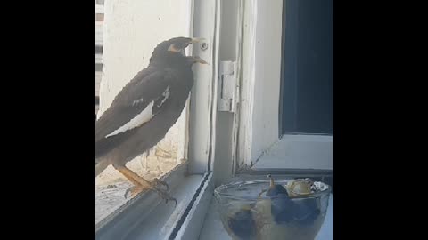 Funny bird couldn't swallow a grape, barely pulled it back!