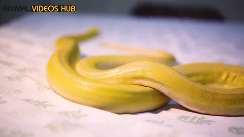 Reticulated Python as a Pet | Largest and Beautiful Snake | Animal Videos Hub
