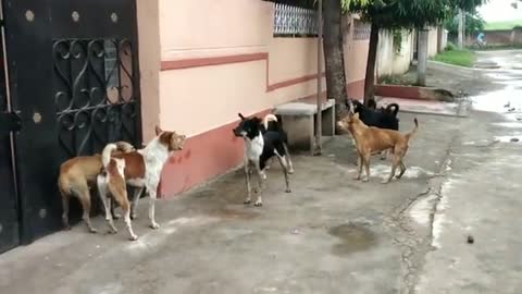 STREET DOG FIGHT || DOG FIGHT VIDEO 🐕DOGS BARKING