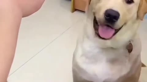 Funny dog 🐶 😁 😁 😁 l Dog Training Course Check out Link In Description 👇