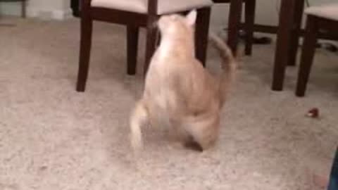 Cat performs biggest jump ever
