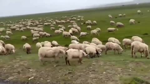 Cute lambs playing