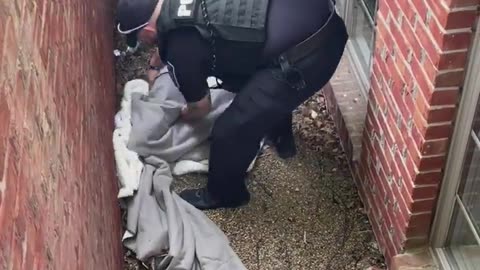Police rescue an adorable baby fawn