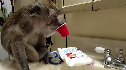Red Solo cup drinkin diva monkey