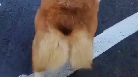 Buck N. Corgi Bouncy Floof