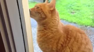 Cute Cat Ringing Doorbell
