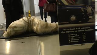 Mannequin Lamp Raises Eyebrows at Baggage Claim