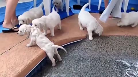 Funny Dogs : puppie enjoy their first swim