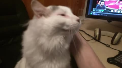 Cat derps out when you hit the spot