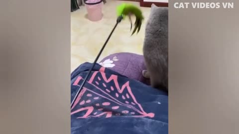 Funniest animals video