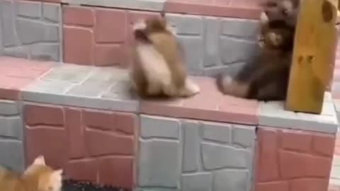 CATS PLAYING ONTO STAIRS...
