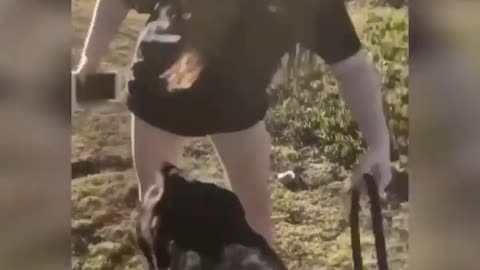 Un ternero rescatado se convierte en el "perrito" consentido de una adolescente y se hace viral