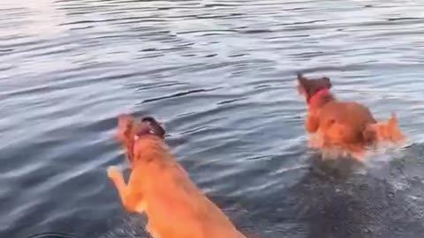 dogs enjoying the lake