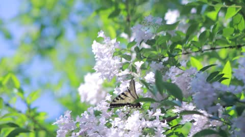 White and butterfly roses