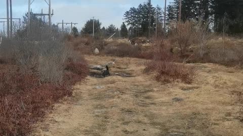 Dog Walker Takes Whole Animal Family on Walk